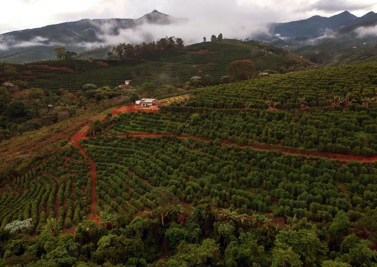 🇧🇷 Cup of Excellence #4 Brazil – Chapada Diamantina (89.18)  A Rare Competition Coffee – Limited to 2 Bags in Lebanon