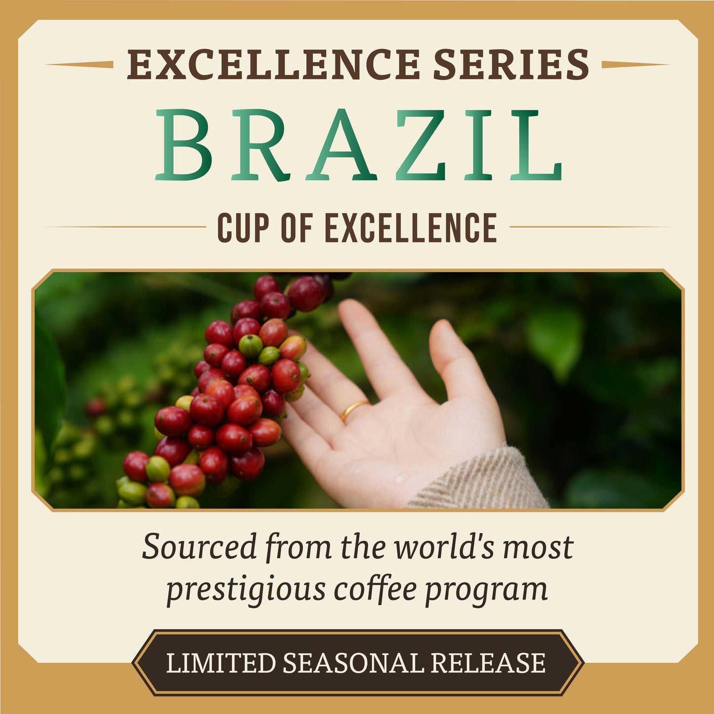 🇧🇷 Cup of Excellence #4 Brazil – Chapada Diamantina (89.18)  A Rare Competition Coffee – Limited to 2 Bags in Lebanon
